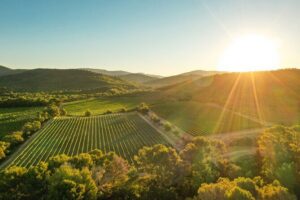 4x4 tour in a winery followed by a tasting - The 4x4 Defender vineyard walk: the part you’ll remember