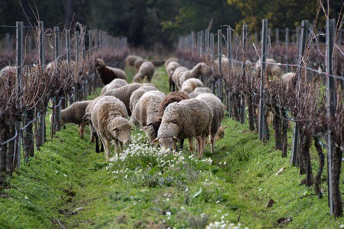 4x4 tour in a winery followed by a tasting - Estate wine tasting: what you get and how it feels