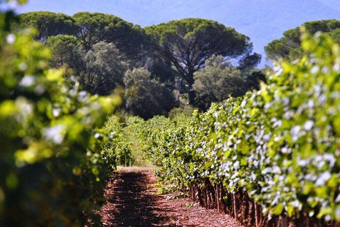 Calanques of Cassis, Aix-en-Provence & Wine Tasting Private Tour - Cassis for sea-air and views: using your hour wisely