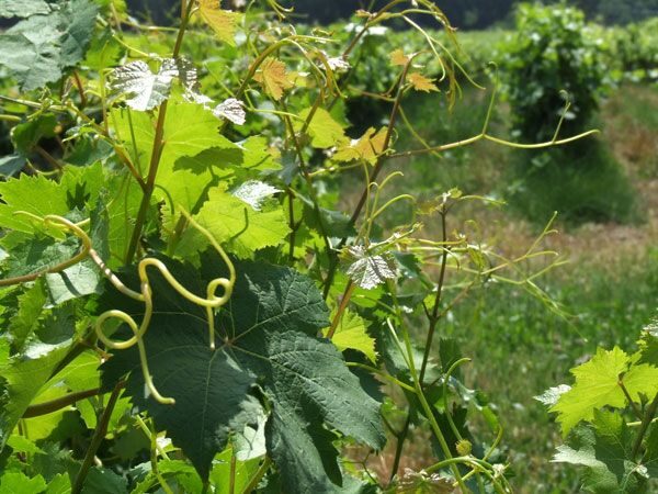 French Riviera: Provencal Wine Tour - Key things I’d plan around
