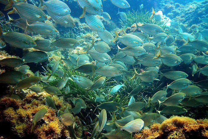 French Riviera Villefranche Bay Snorkeling Tour from Nice - Seasickness tips for a 20-minute boat ride