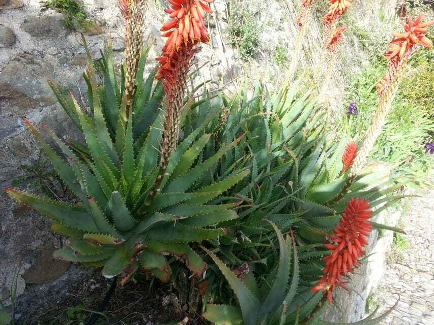 From Cannes: French Riviera 8-Hour Shore Excursion - Eze: Medieval Views and the Fragonard Perfume Factory