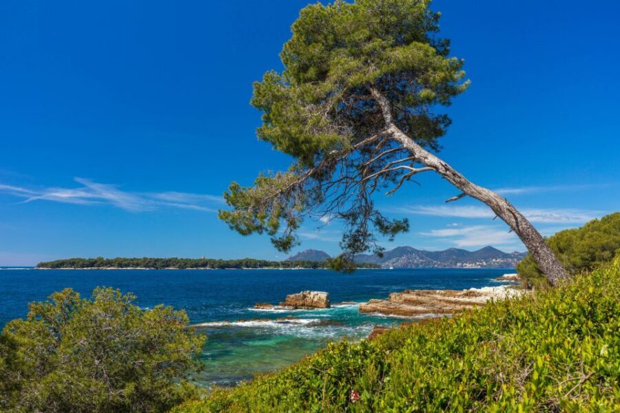 From Cannes: Round-Trip Ferry to Ste. Marguerite Island - Fort Royal and the Maritime Museum: history you can actually visit