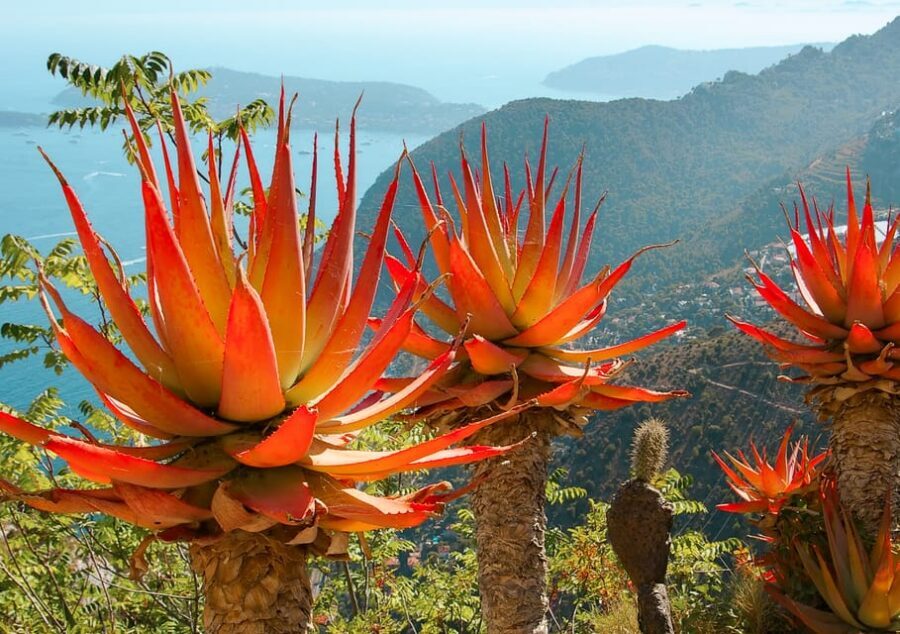 From Nice: Eze, Monaco, and Monte Carlo Half-Day Trip - Monte Carlo 18th-century hotels and luxury boutiques, with just enough time