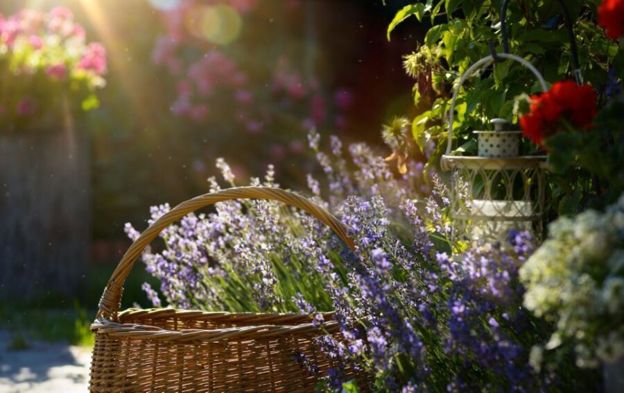 From Nice: Flower Fields & Saint Cassien Lake Full-Day Trip - Lavanderaie de Marie: A Scent Garden You Can Actually Use