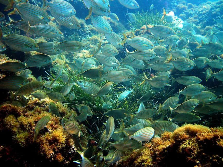 From Nice: French Riviera Swimming and Snorkeling Cruise - Key things I’d point out
