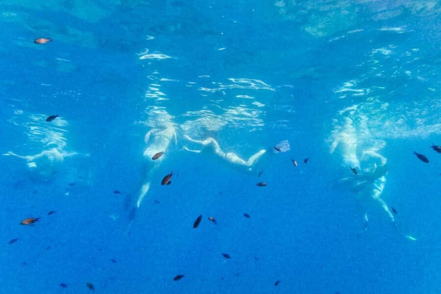 From Nice: French Riviera Swimming and Snorkeling Cruise - What you’ll see (fish, jellyfish, and how variety works)