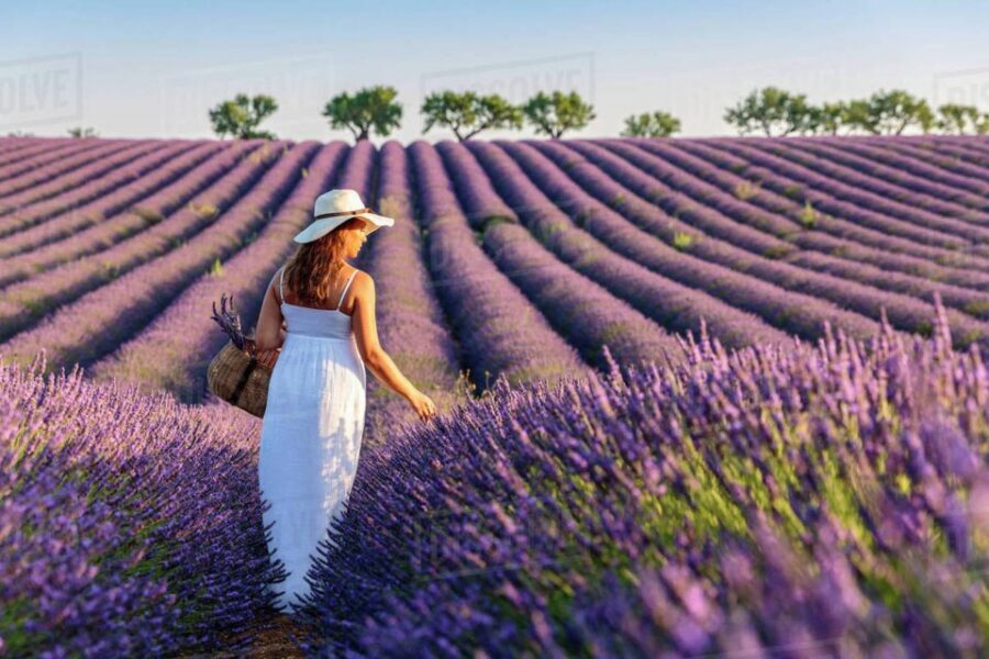 From Nice: Full-Day Provence and Lavender Tour - Before You Go: Practical Tips That Make the Day Easier
