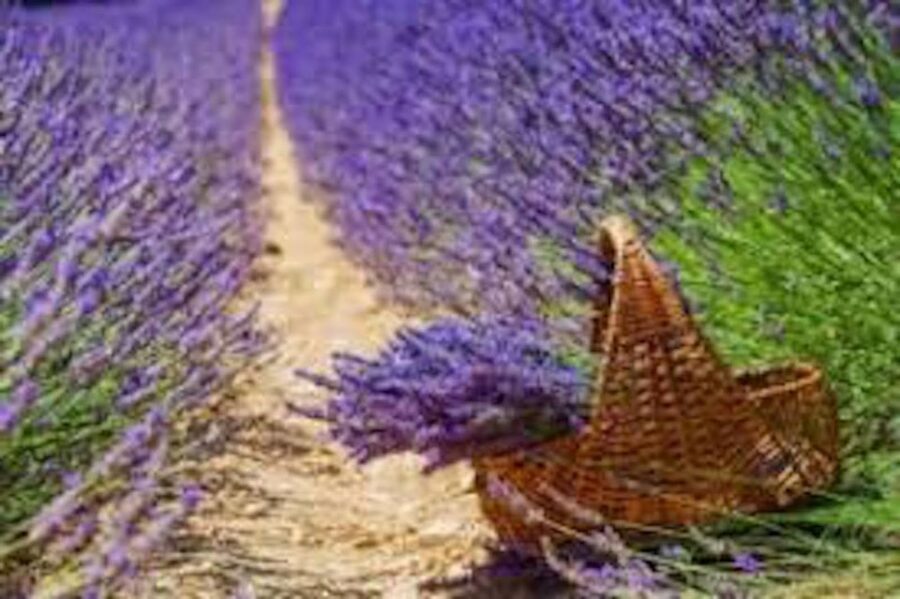 From Nice: Full-Day Provence and Lavender Tour - How the 9-Hour Pace Works From Nice