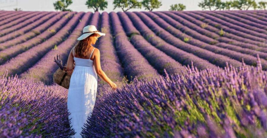 From Nice: Full-Day Provence and Lavender Tour - Who This Tour Fits Best