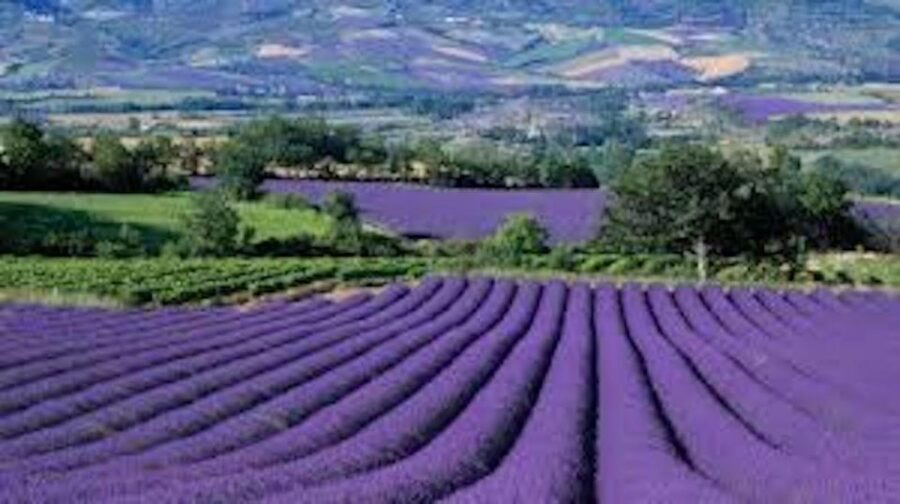 From Nice: Full-Day Provence and Lavender Tour - Moustiers-Sainte-Marie: City of a Thousand Fountains on Foot