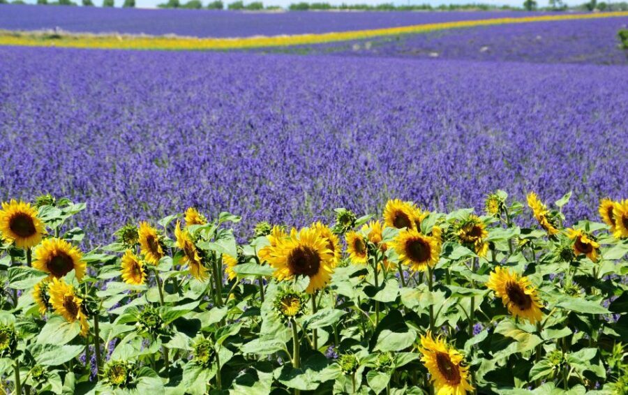 From Nice: Verdon Gorge Full-Day Tour - Who should book this tour from Nice