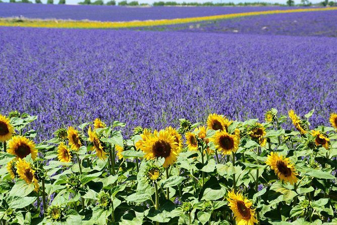 Gorges du Verdon Shared Tour from Nice - Lavender timing: end of June to mid-July changes everything