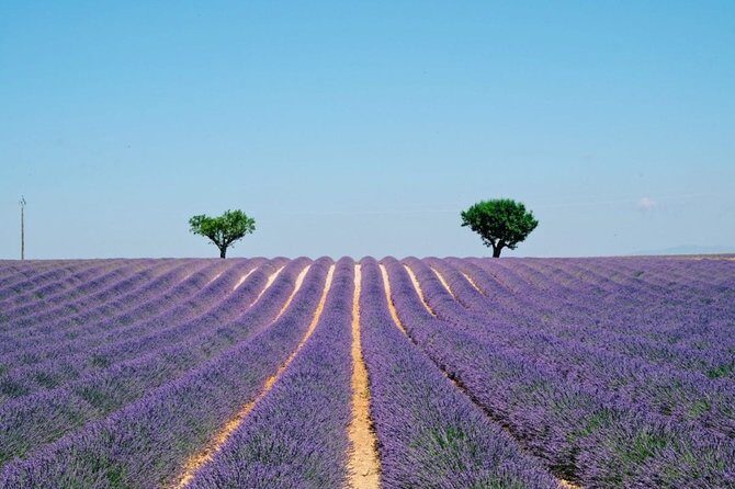 GUIDED TOUR: Lavender fields, the Gorges du Verdon - A full-day plan that turns Nice into canyon country