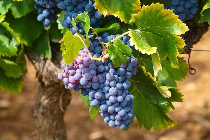 Half-Day Wine Tasting and Saint Paul de Vence Tour from Nice - Saint-Paul-de-Vence: a painters’ medieval pause with ramparts and art lanes