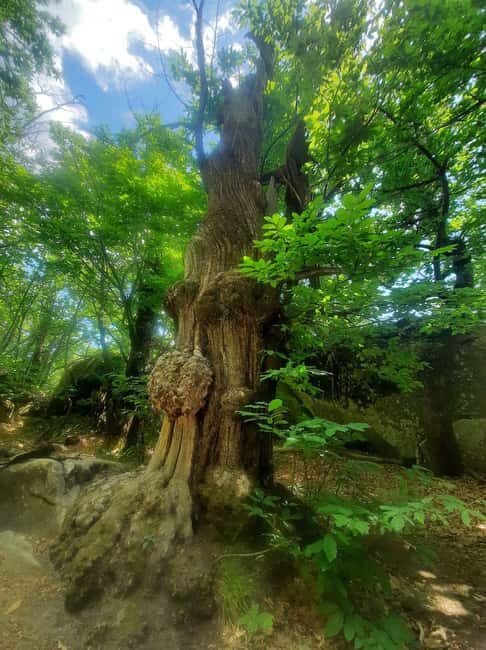 Mountain Train Experience: Hike & Mystic Forest (From Nice) - Timing and pacing: why this is a full 7:30–9:00 workout