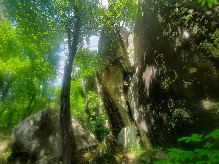 Mountain Train Experience: Hike & Mystic Forest (From Nice) - Lunch in Entrevaux: included local food, practical and filling