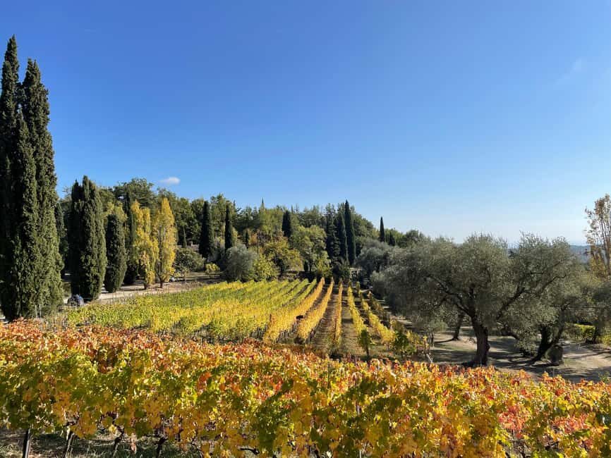 Nice: Full-Day Côtes de Provence Wine Tour - Quick hits worth knowing