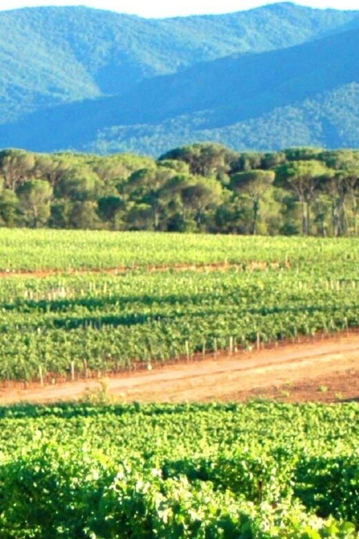 Nice: Full-Day Côtes de Provence Wine Tour - The guide and small-group vibe (why people rave about this)