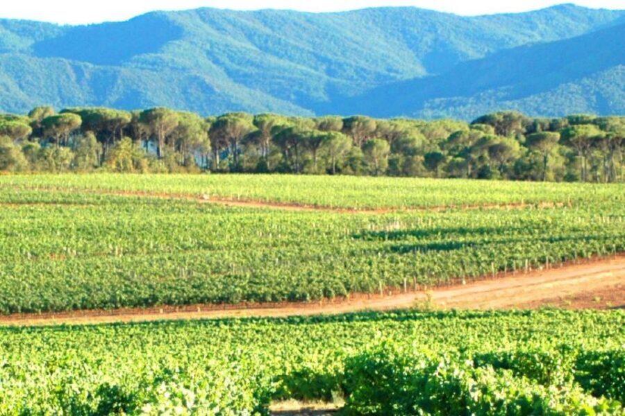 Nice: Full-Day Côtes de Provence Wine Tour - Practical tips so the day stays comfortable