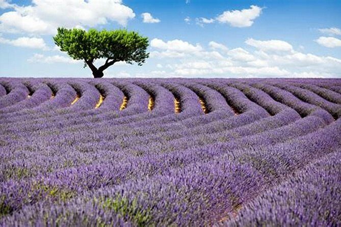 Nice: Gorges of Verdon and Fields of Lavender Tour - From Nice to Provence: hotel pickup, small-group pace, and how the day actually feels