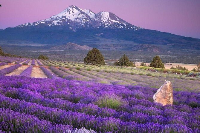 Nice: Gorges of Verdon and Fields of Lavender Tour - Valensole Plateau lavender season: what to expect and what to do if blooms are gone