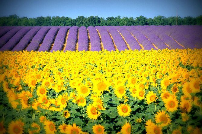 Nice: Gorges of Verdon and Fields of Lavender Tour - The guide can make or break the day