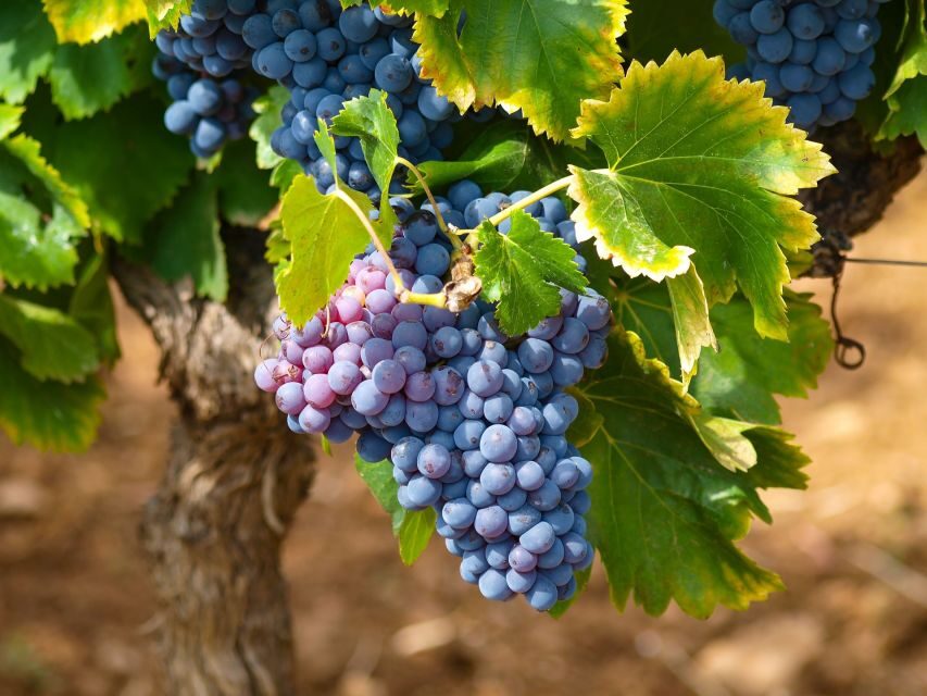 Nice: Half-Day Saint Paul de Vence and Wine Tasting Tour - Practical Tips Before You Go