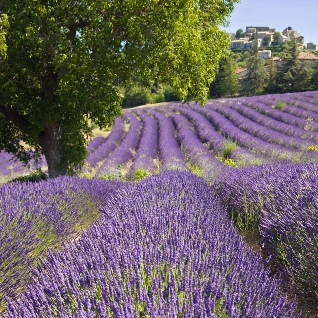 Nice: The Gorges du Verdon and Ste Croix Lake Full-Day Tour - Who this tour fits best (and who should think twice)