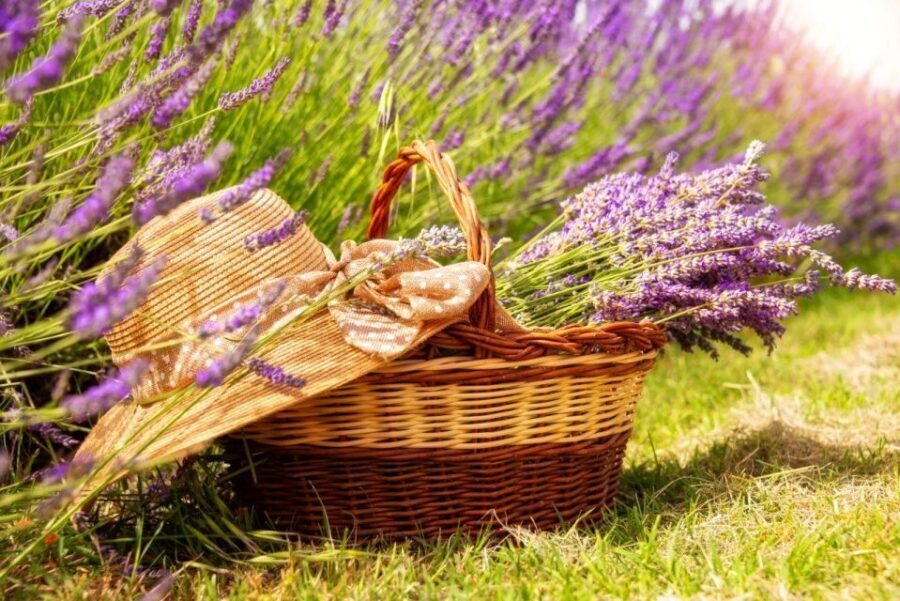 Nice: The Gorges du Verdon and Ste Croix Lake Full-Day Tour - Lavender fields: what you’ll see and when it works