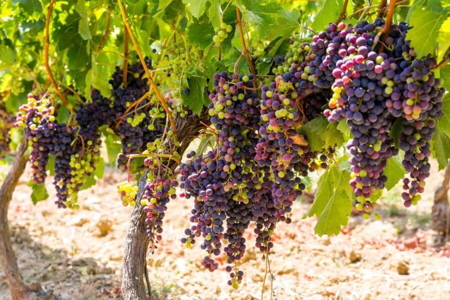 Organic Wine Tasting with Saint paul Half Day Tour from Nice - A 5-hour Provençal sampler from Nice: what you trade and what you gain