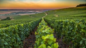 Organic Wine Tasting with Saint paul Half Day Tour from Nice - Saint-Paul-de-Vence: hilltop village time, art energy, and quick photo strategy