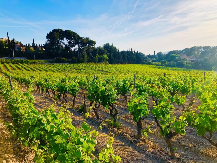 Private Day Trip to Provence and Lavender Fields - Who this trip is best for