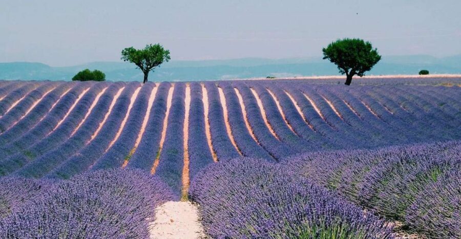 Private Day Trip to Provence and Lavender Fields - Morning start: Sainte-Maximin and the Basilica Sainte-Marie-Madeleine
