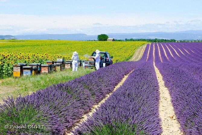 Private Tour of Gorges of Verdon and Fields of Lavender in Nice - The private-van advantage: up to 8 people, English guide, and flexible pacing