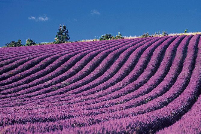 Provence and Lavender - private & Guided Full Day Tour - Stop 3: Moustiers-Sainte-Marie, Blue Ceramics, and the Star in the Void