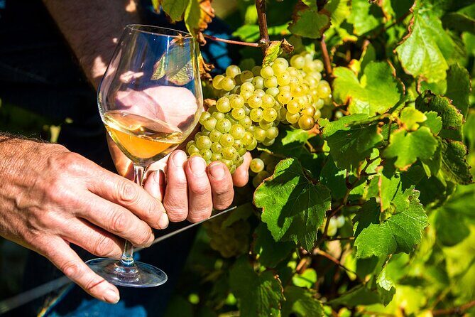 Provence Organic Wine Tasting Half Day Tour from Nice - Why this half-day Provence wine trip works from Nice