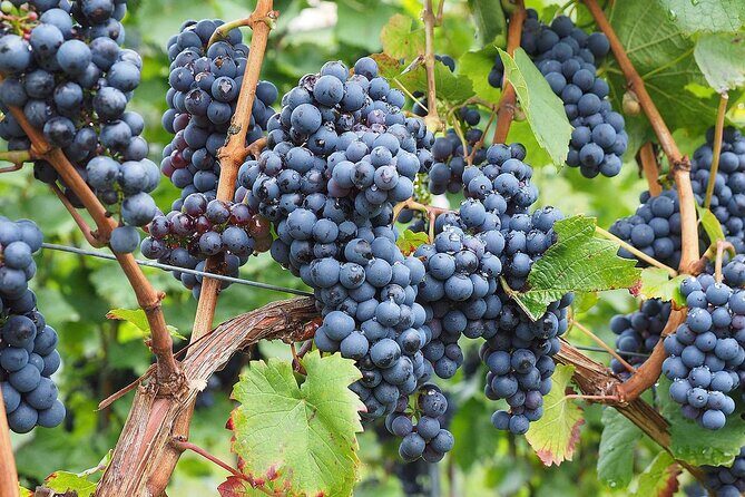 Provence Organic Wine Tasting Half Day Tour from Nice - Pickup, timing, and group size: the real make-or-break