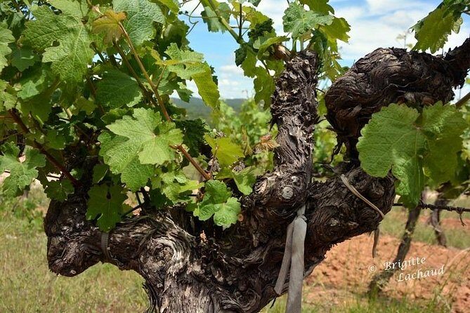 Provence Private Full Day Wine Tour with Wine Tasting - Chateau Font du Broc: the cathedral-like underground cellar experience