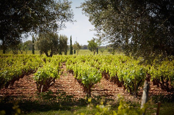 Provence Private Full Day Wine Tour with Wine Tasting - Domaine de Sainte Roselyne since 1329