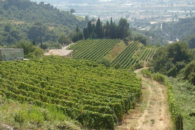 Provence Sea & Countryside Full-Day Private Tour - Tourettes-sur-Loup and Gourdon: flowers, olives, and Mediterranean panoramas
