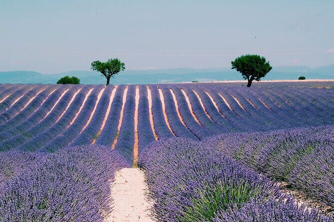 Provence, Vineyards and Lavender Fields Private Day Trip - Private Pickup From Nice: Getting Out of the Busy Mode