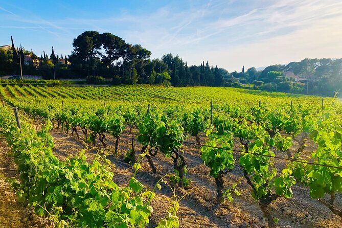 Provence, Vineyards and Lavender Fields Private Day Trip - The Grand Canyon of Verdon Option Near Valensole: Big Views and Lake Saint Croix