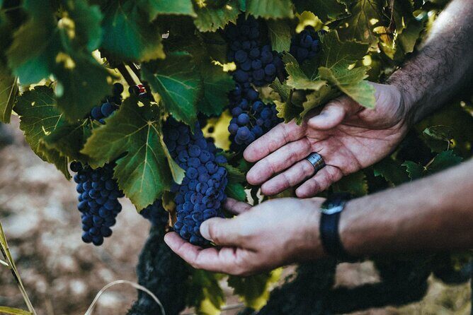 Provence Wine Tour - Private Day Tour from Antibes - Key Highlights You’ll Notice Fast