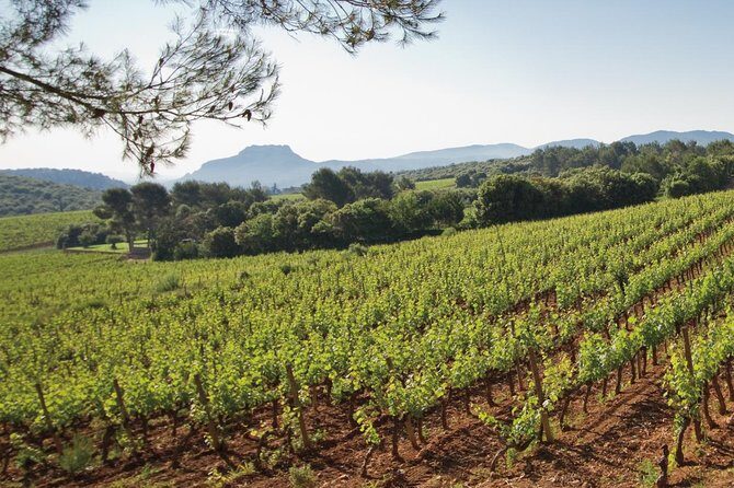 Provence Wine Tour - Private Day Tour from Cannes - Who Should Book This Private Provence Wine Tour
