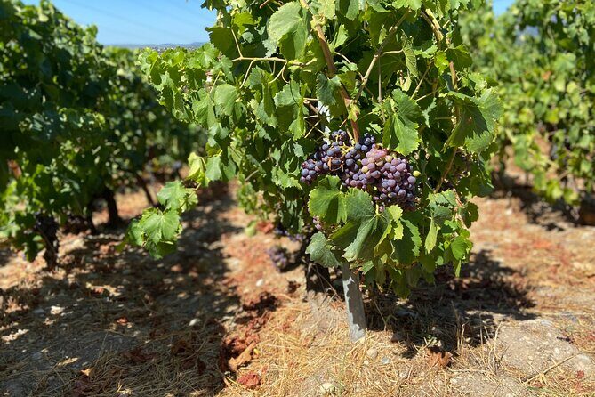 Small Group Guided E-bike Tour in Nice's Organic Vineyard - Stop 1: Collet Bovis and the family-winery welcome