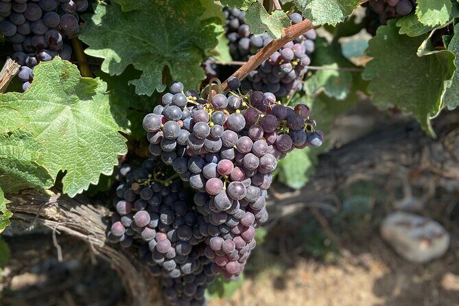 Small Group Guided E-Bike Tour in Nice’s Organic Vineyard - Stop-by-Stop: What Happens From Nice Into Bellet