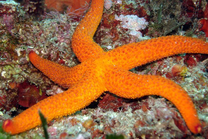 Snorkeling - By boat on site in the Bay of Cannes or Estérel - Key Highlights You’ll Care About