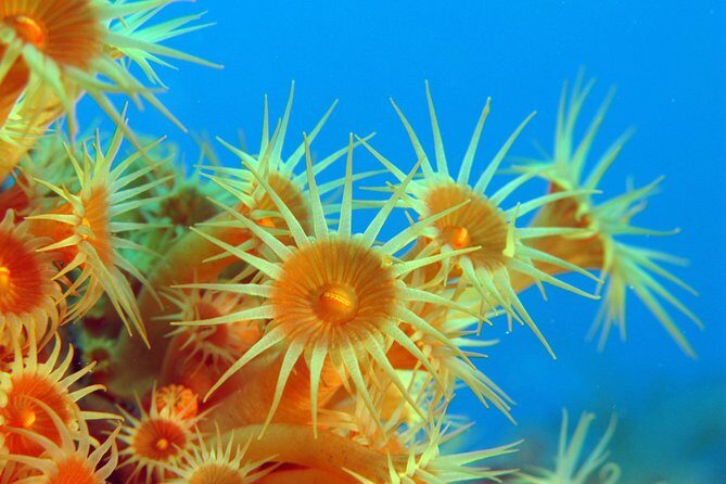 Snorkeling - By boat on site in the Bay of Cannes or Estérel - Esterel Coast or the Lerins Islands: How the Weather Picks Your Spot