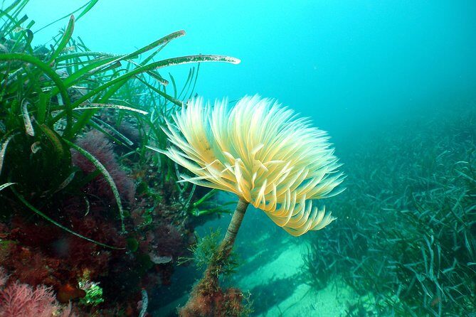 Snorkeling - By boat on site in the Bay of Cannes or Estérel - The Certified State Instructor Briefing: Safety First, Then Freedom